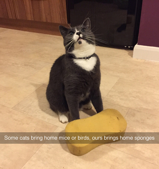 cat tumblr posts - Some cats bring home mice or birds, ours brings home sponges