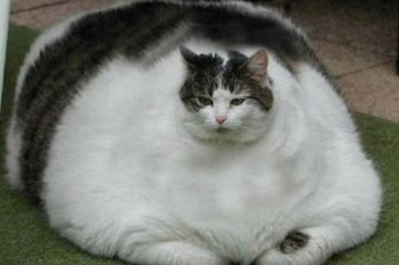 Picture of fat cat