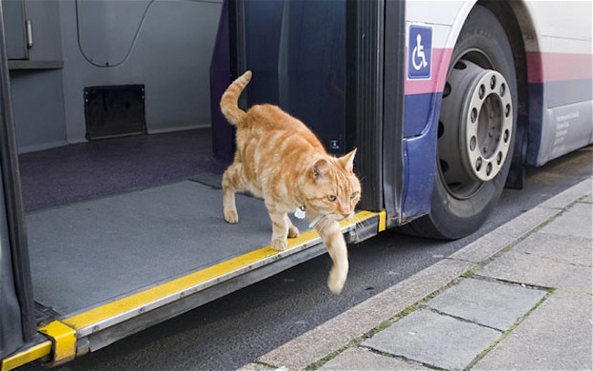 cat in bus - I