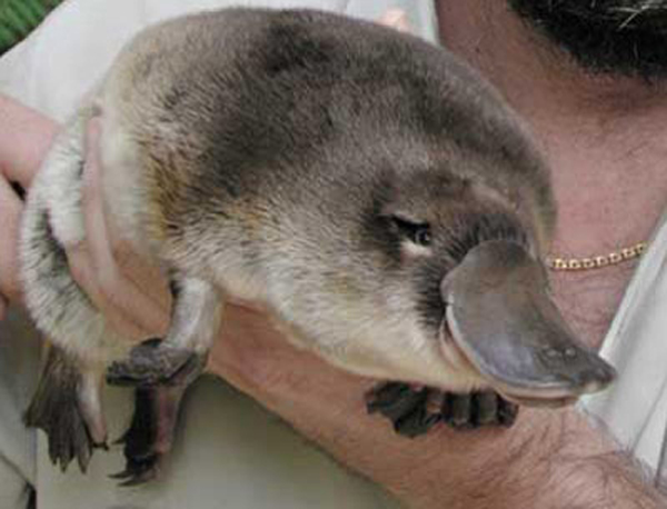 Platypuses have no teats, they secrete their milk through their pores.