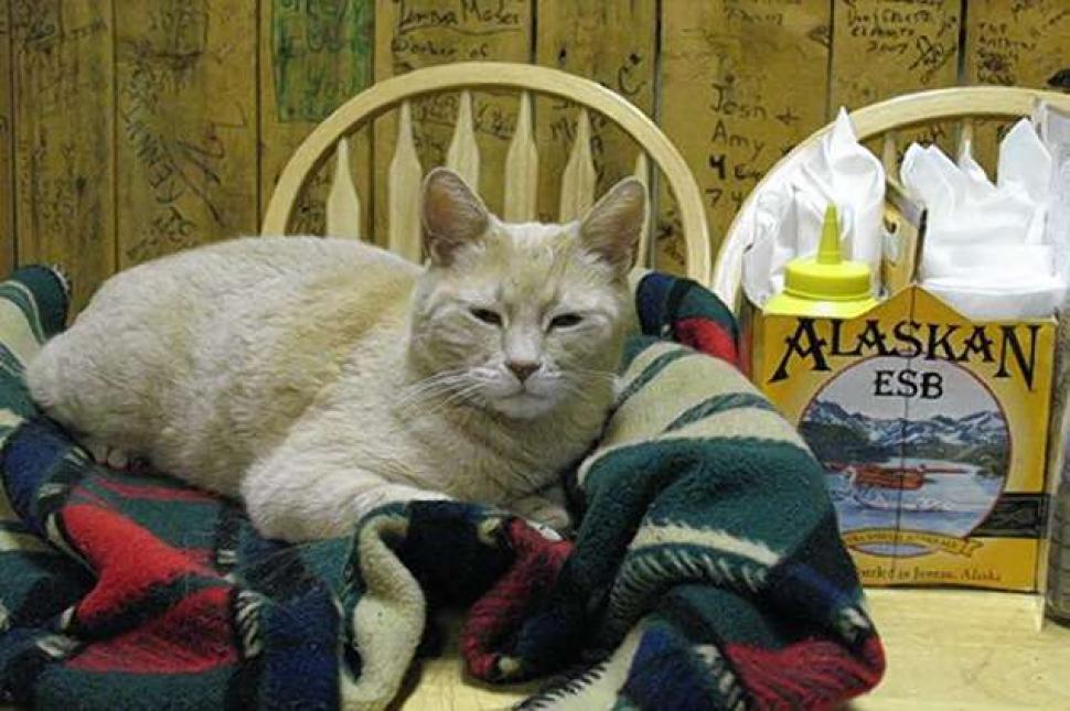 A cat named Stubbs is the mayor of Talkeetna, Alaska.