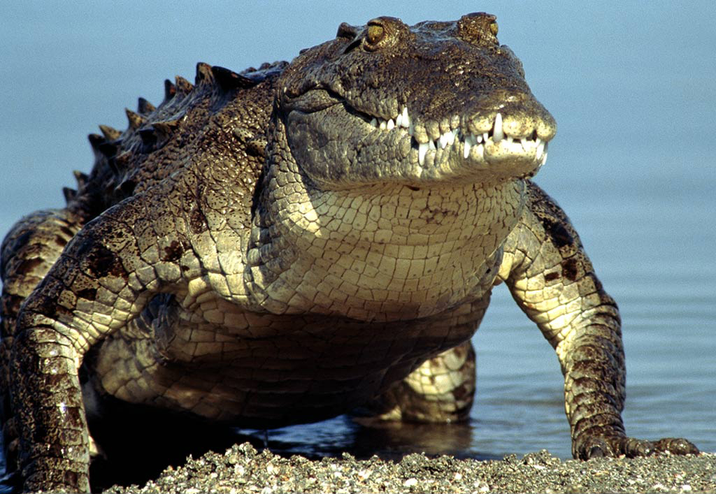 alligator hd