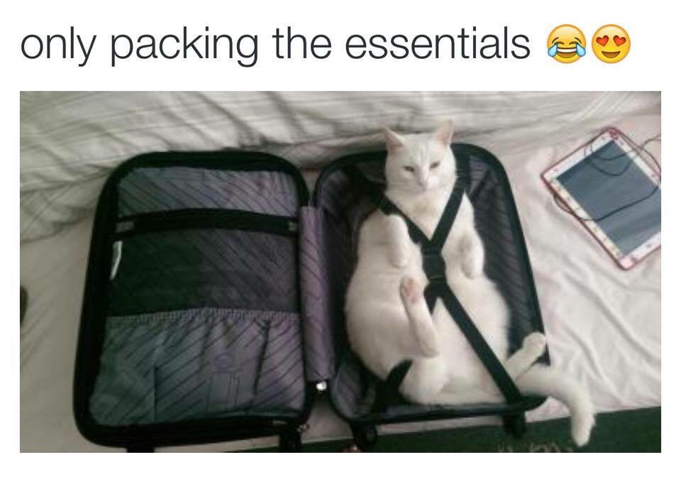 packing cat in suitcase - only packing the essentials 2