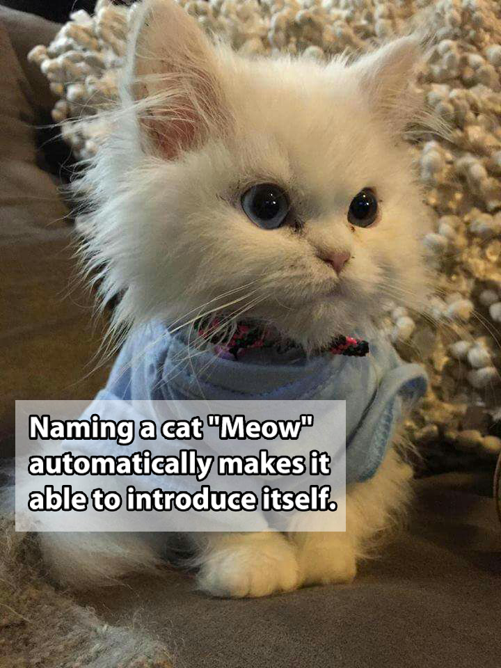 best kitten - Naming a cat "Meow automatically makes it able to introduce itself.