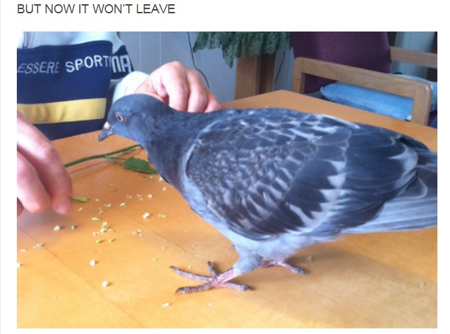 The Story of a Special Pigeon