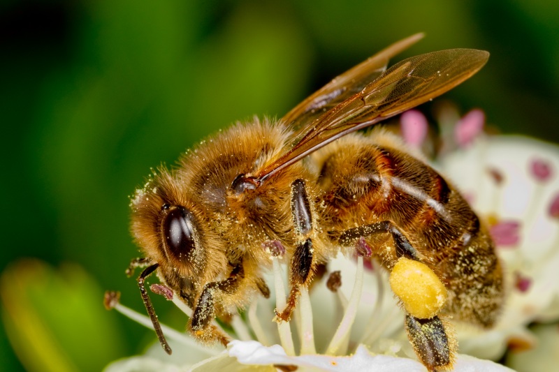 The majority of bee species (about 95%) are solitary and do not work in 

a collective hive.