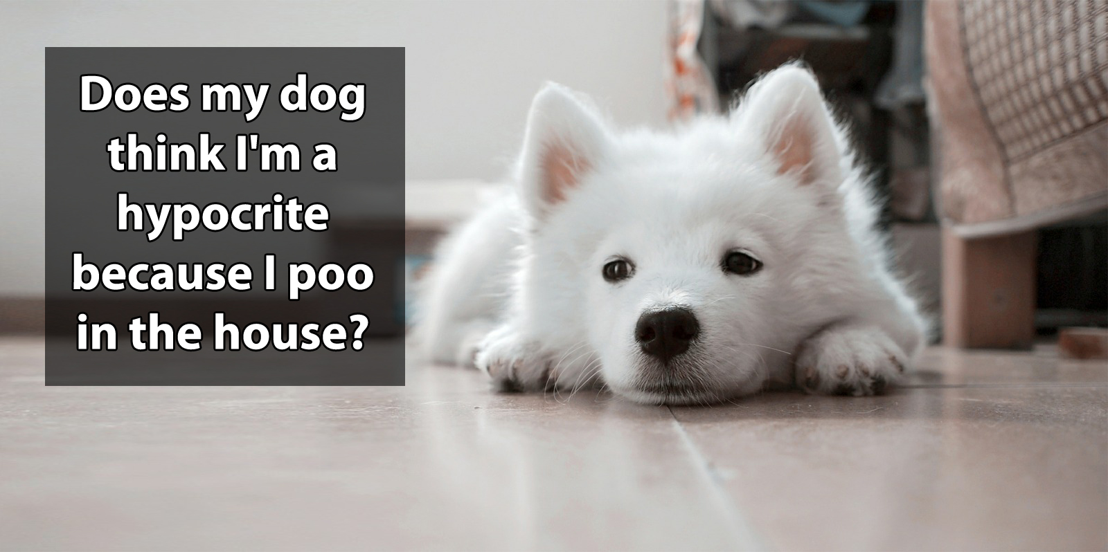 Does my dog think I'm a hypocrite because I poo in the house?