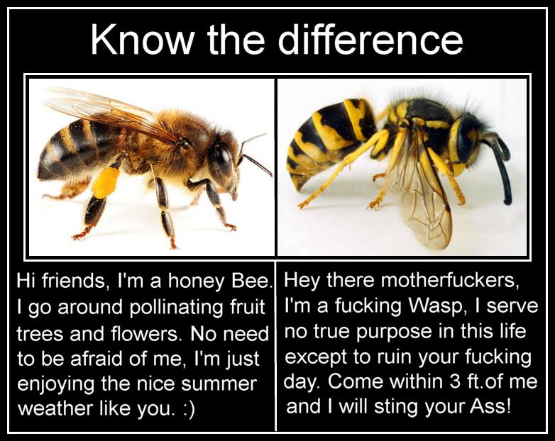 wasp vs bee funny - Know the difference Hi friends, I'm a honey Bee. Hey there motherfuckers, I go around pollinating fruit l'm a fucking Wasp, I serve trees and flowers. No need no true purpose in this life to be afraid of me, I'm just except to ruin you
