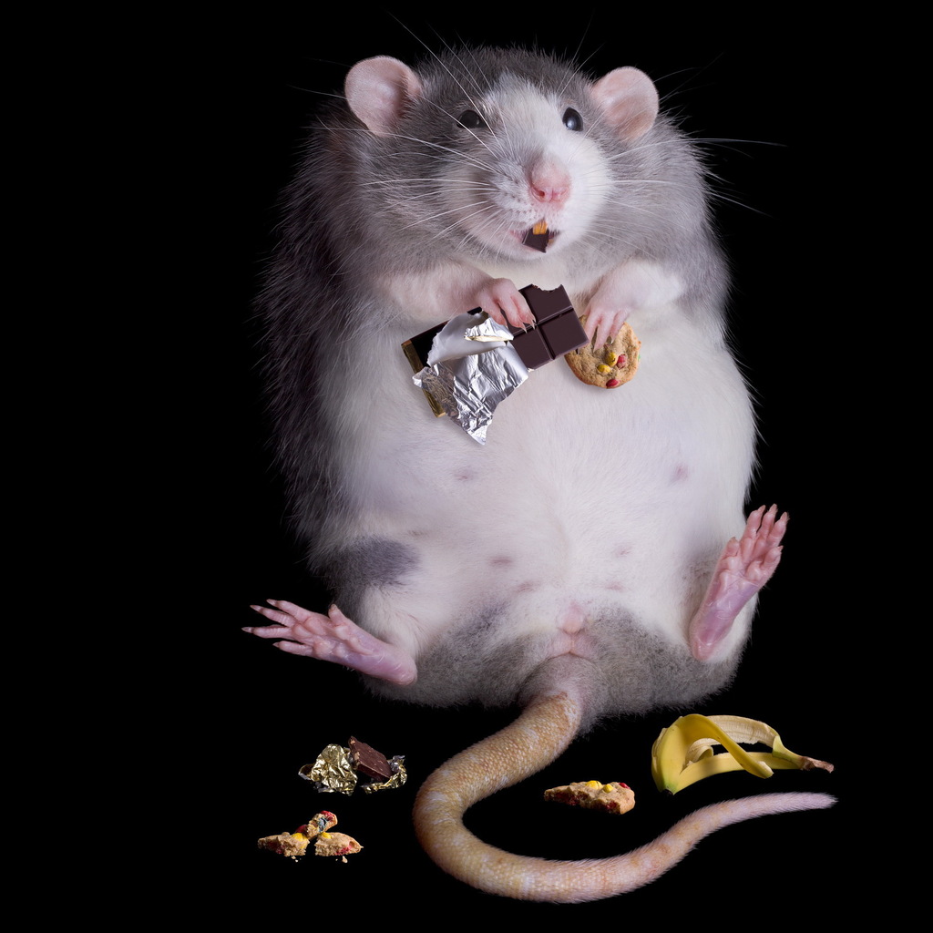 There was a study where rats were given access to "junk food" for 40 

days. On subsequent testing days, the rats would voluntarily get 

electrically shocked, just so they could still have access to the 

sugary food.