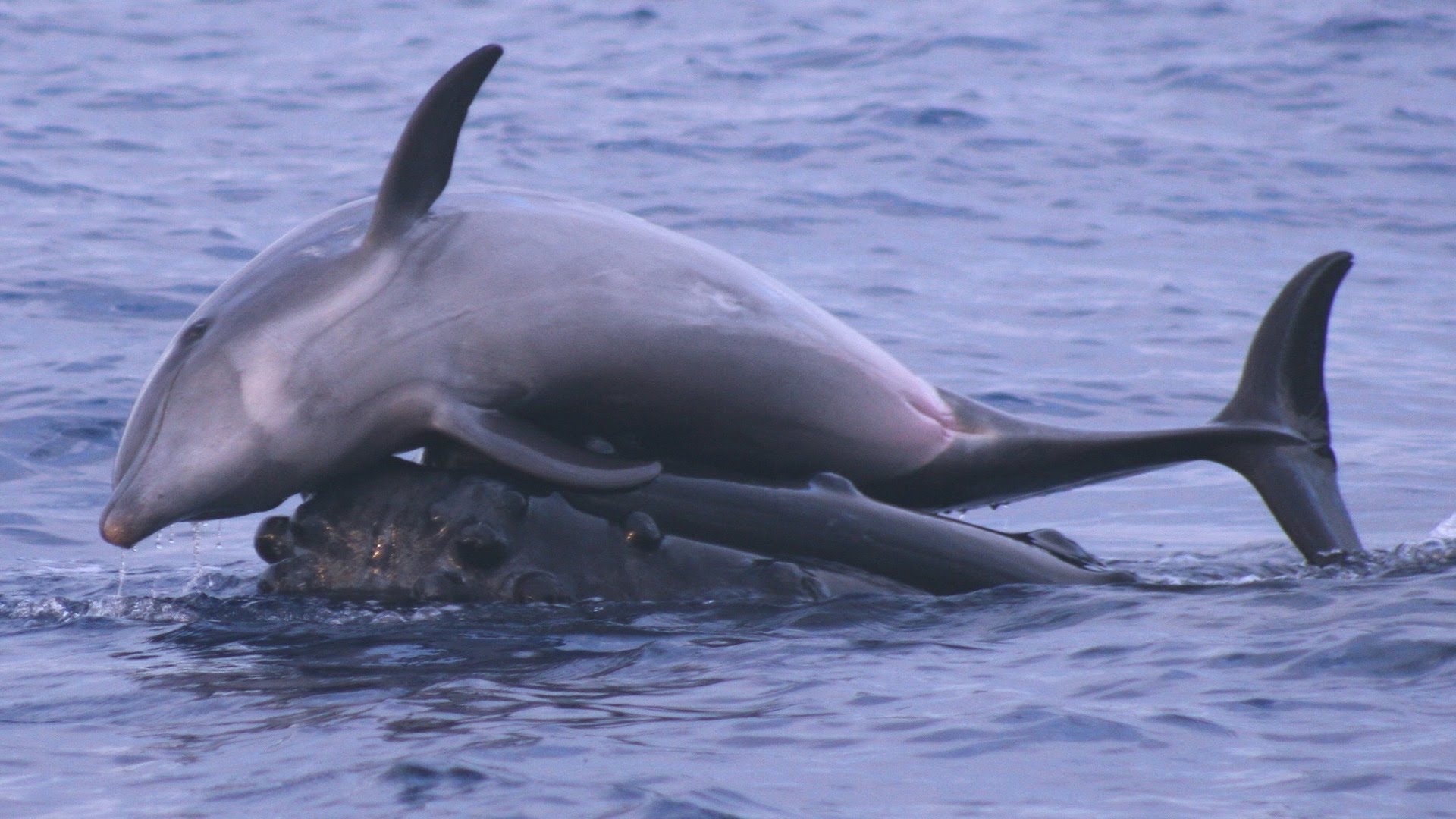 Whales let dolphins ride on their head for fun.
