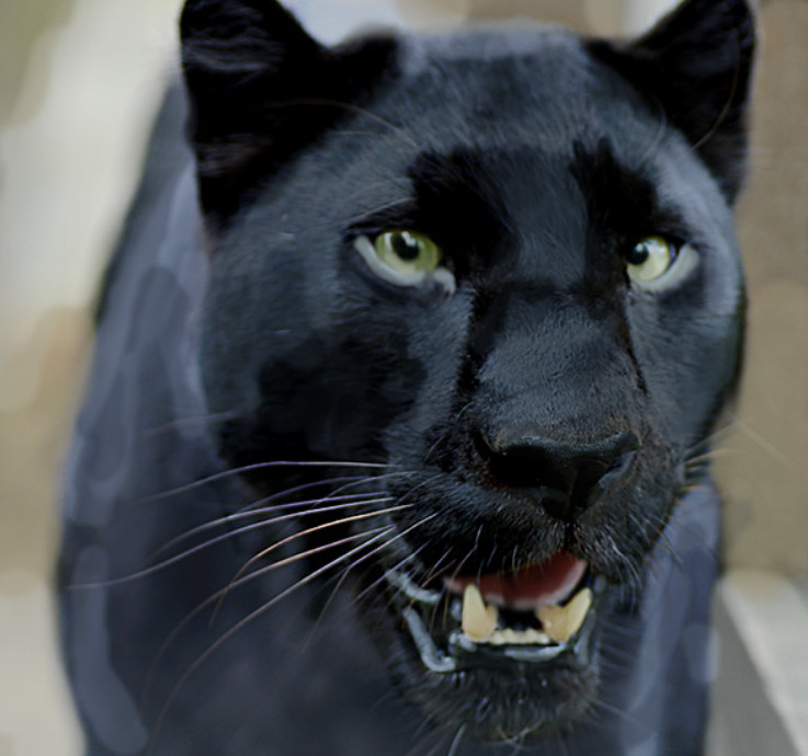 Panthers are not a real species, they are jaguars and leopards who 

have melanism, which is the opposite of albinism.