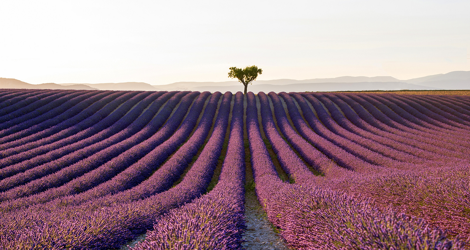 oddly satisfying - lavender fields hd