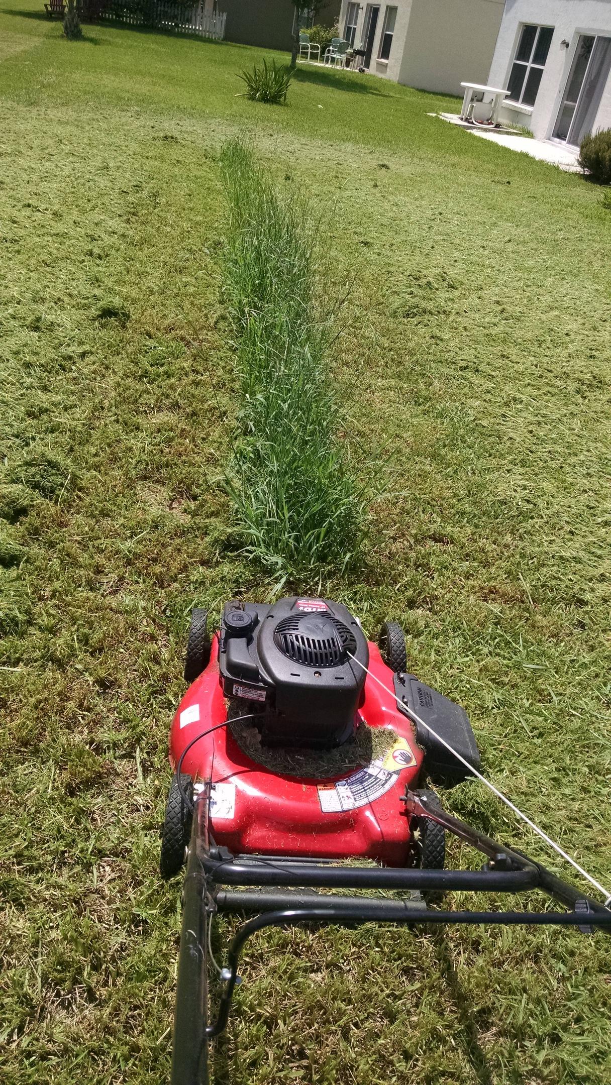 oddly satisfying - lawn