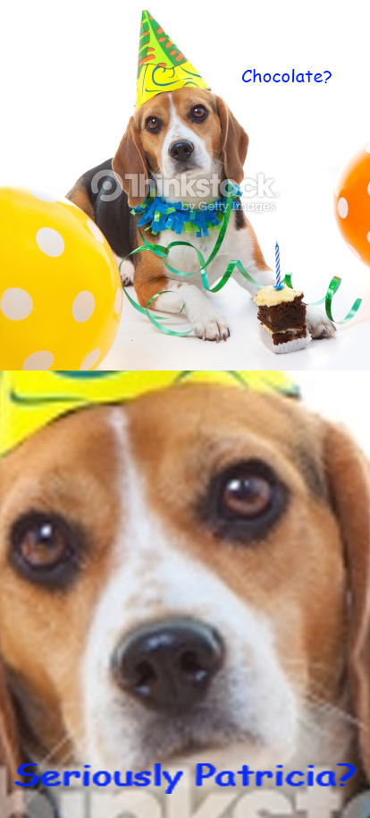 beagle birthday meme - Chocolate? Thinkstock by Getty Images Seriously Patricia