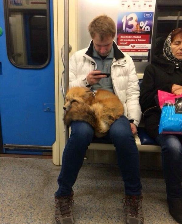 fox on subway