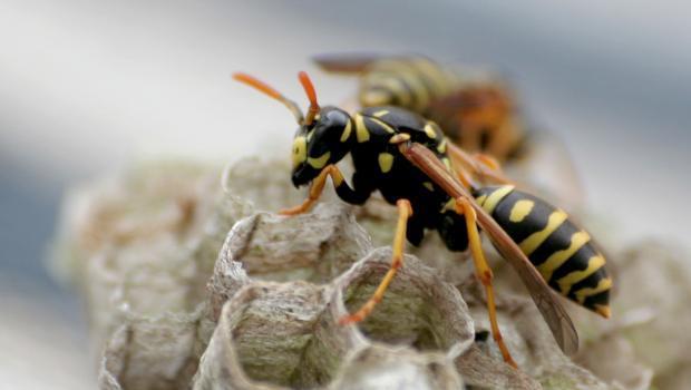 Hairspray will freeze a wasp's wings and make it unable to fly. 

Killed wasps release pheromones that draw more of their kind. Instead 

of squashing a wasp, freeze its ability to fly and throw it out of the 

window.