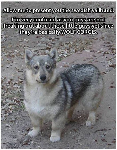 corgi wolf - Allow me to present you the swedish vallhund. lm very confused as you guys are not freaking out about these little guys yet since they're basically Wolf Corgis.