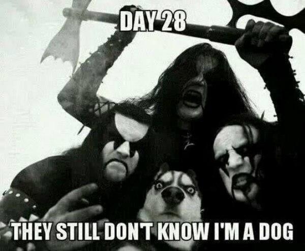 day 28 they still don t know i m a dog - Day 28 They Still Dont Know I'M A Dog