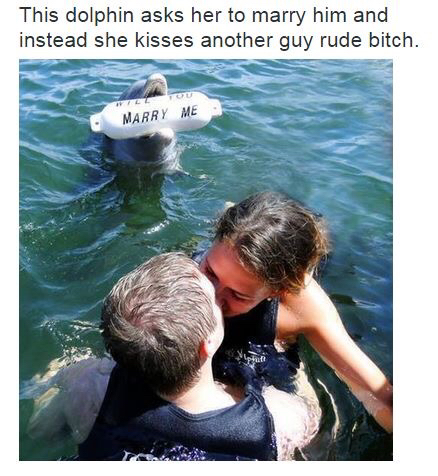 dolphin proposal meme - This dolphin asks her to marry him and instead she kisses another guy rude bitch. Marry Me