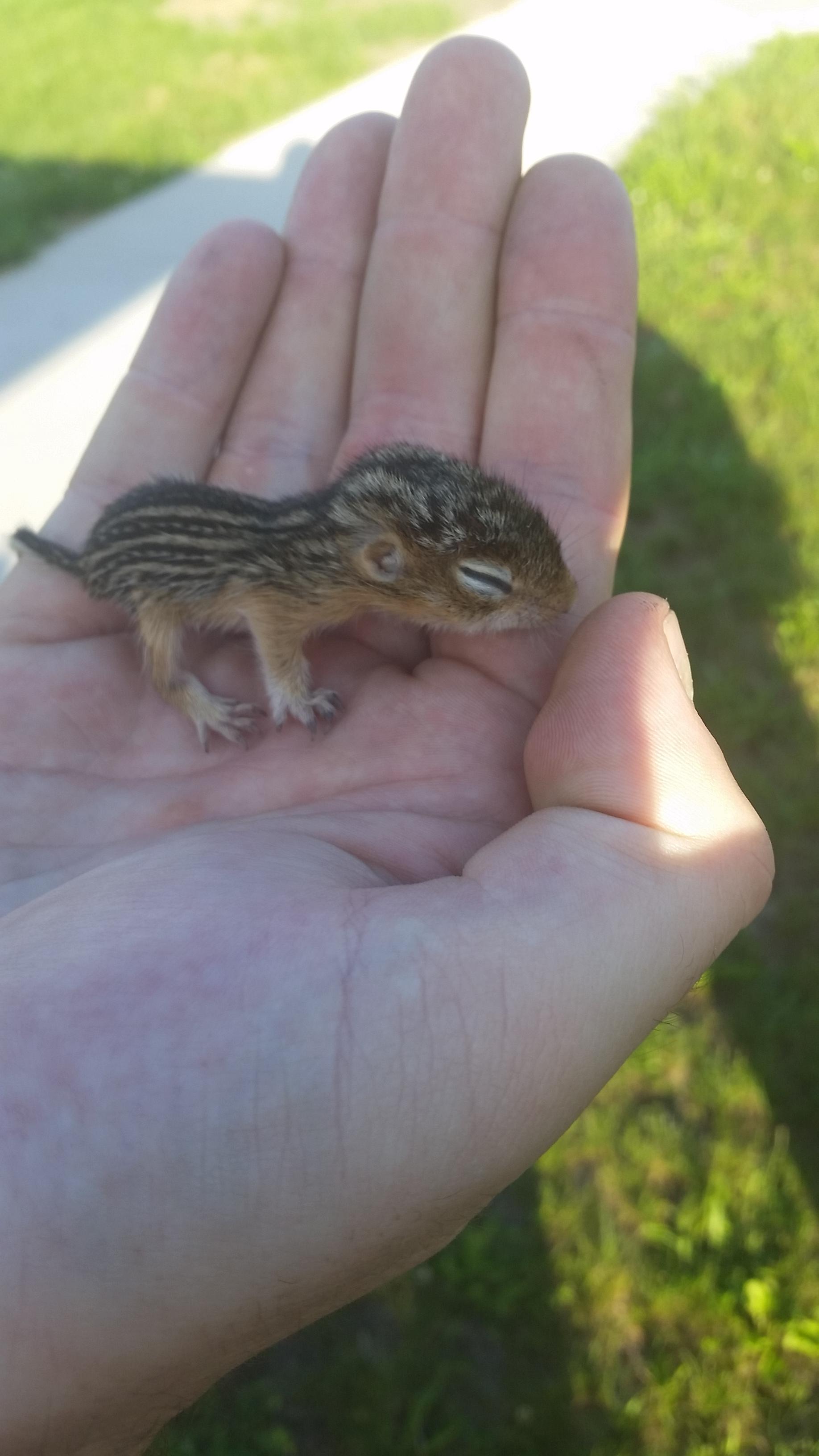 tiny cute small animals