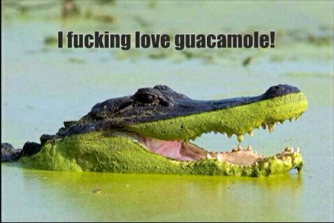 random pic fucking love guacamole - I fucking love guacamole!