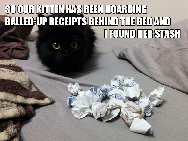 random pic hoarder cat - So Our Kitten Has Been Hoarding BalledUp Receipts Behind The Bed And I Found Her Stash