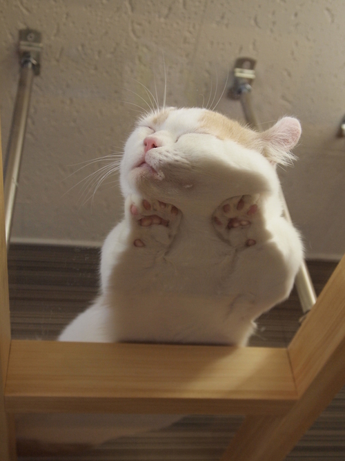 satisfying pic cats on glass tables