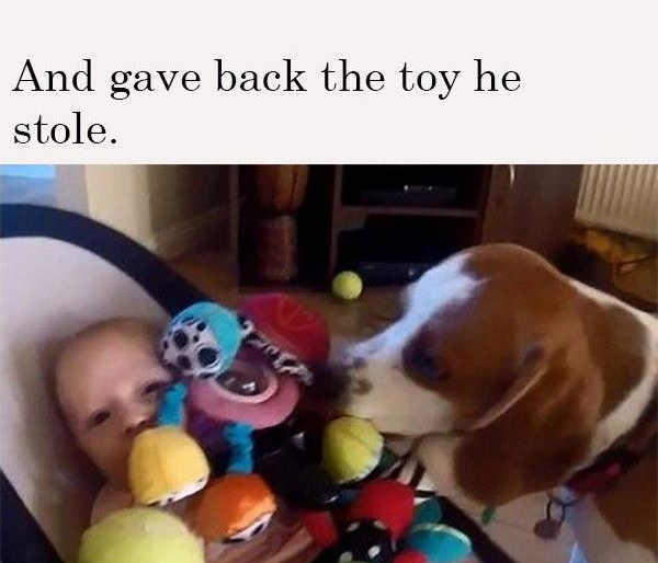 Charlie The Beagle And Laura's Toy