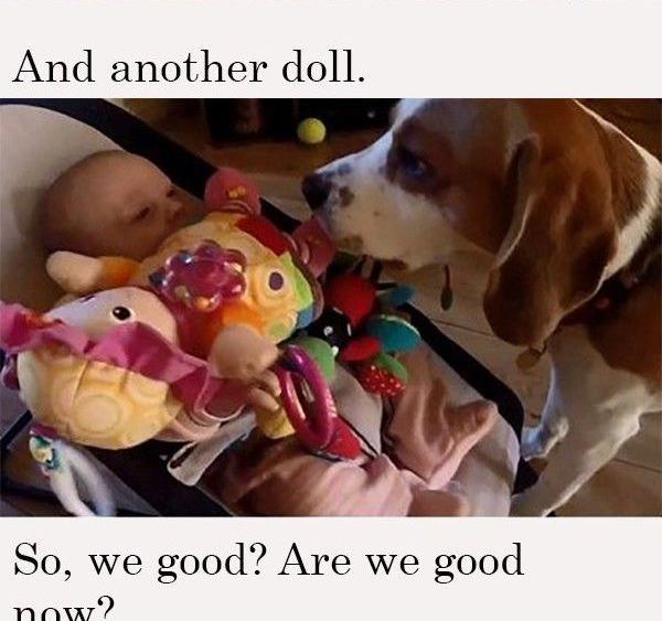Charlie The Beagle And Laura's Toy