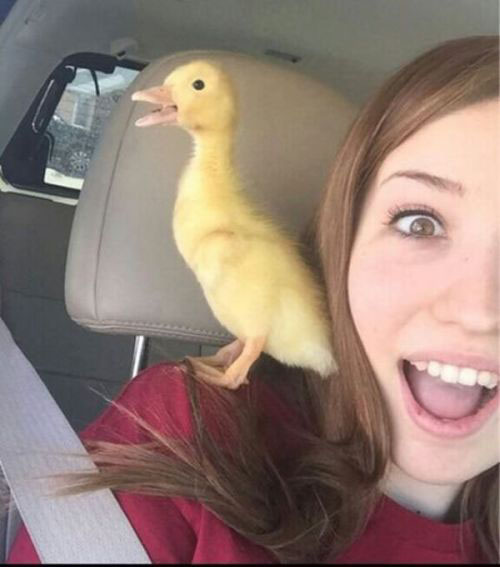 duck love meme