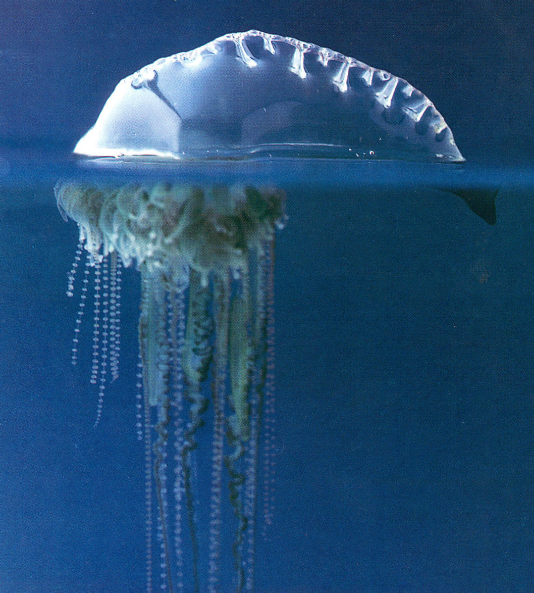 The Portuguese Man-of-War is not a single creature, but a colony of 

four smaller organisms that attach to each other and cannot survive 

independently.