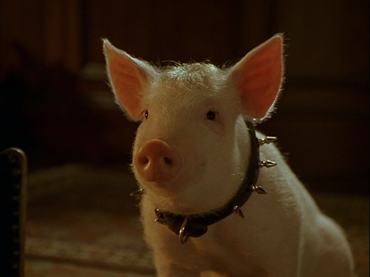 The title role in 'Babe' was played by 48 different pigs.