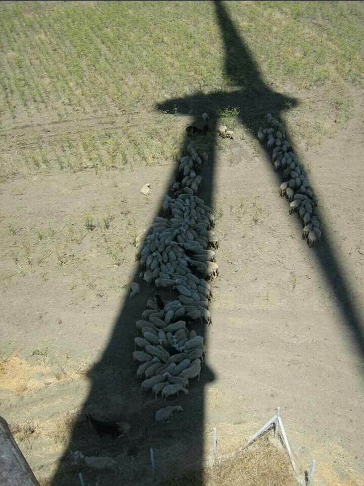 random pic sheep windmill shadow