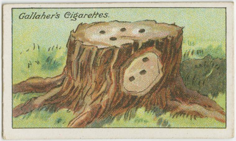 | Gallaher's Cigarettes.