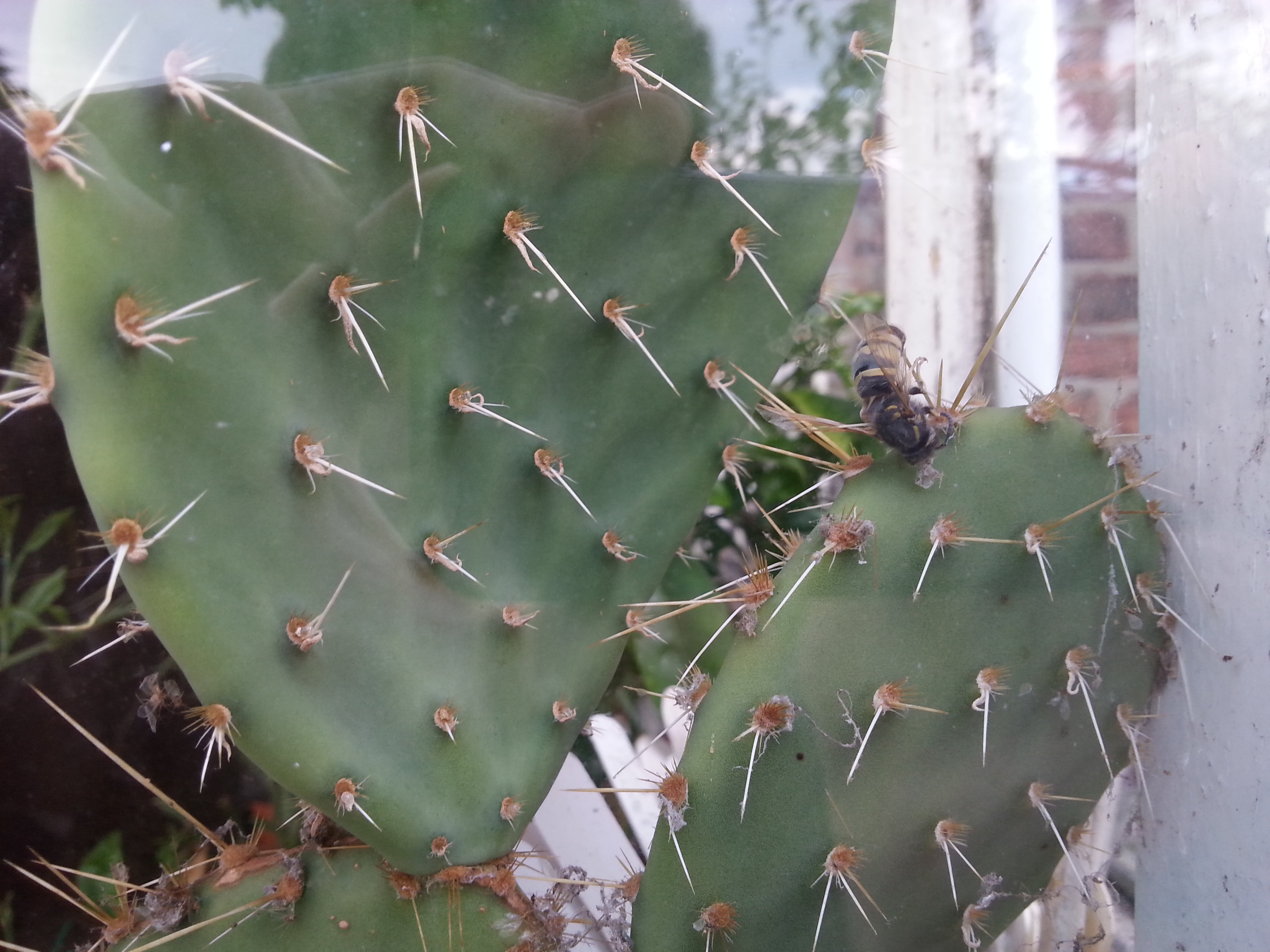 Wasp committed suicide by impaling itself on a cactus.