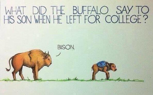 did the buffalo say to his son - What Did The Buffalo Say To His Son When He Left For College? Bison.