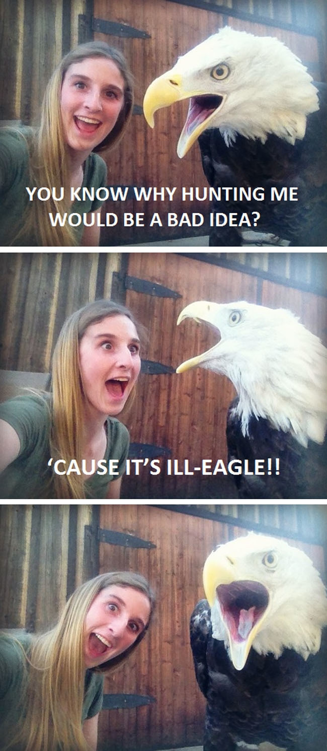 eagle puns - You Know Why Hunting Me Would Be A Bad Idea? 'Cause It'S IllEagle!!