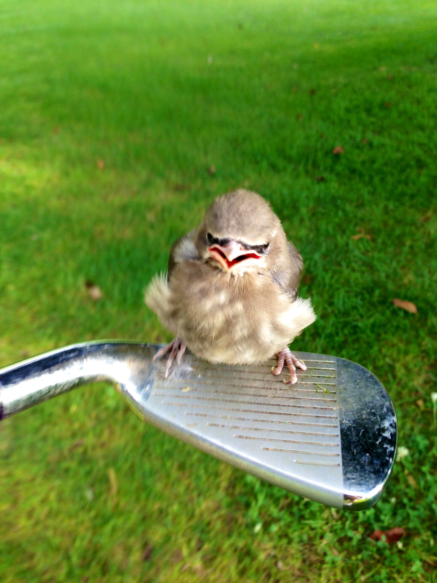 angry little bird