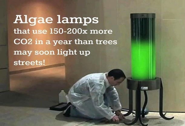 algae lamps - Algae lamps that use 150200x more CO2 in a year than trees may soon light up streets!
