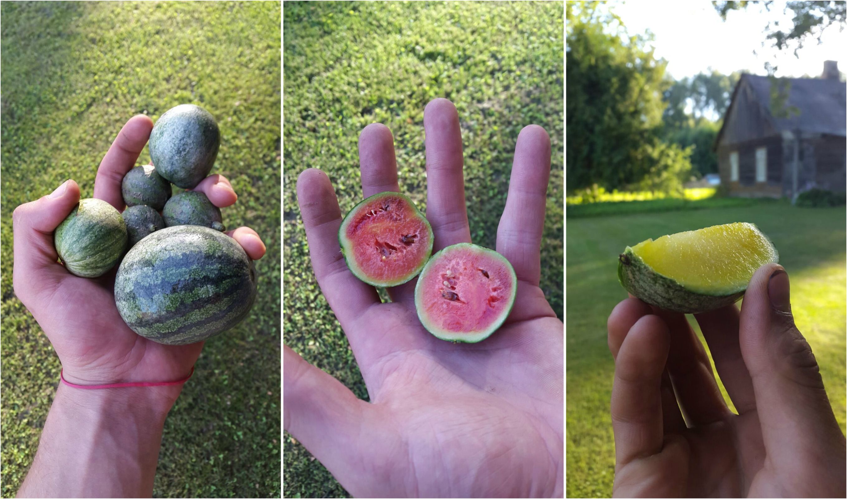 harvest watermelon