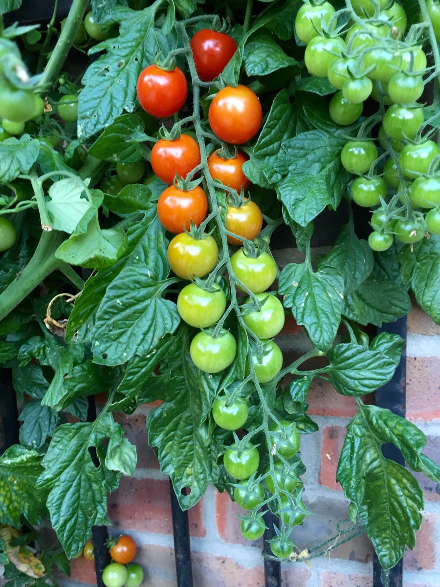 oddly satisfying - tomato ripeness chart