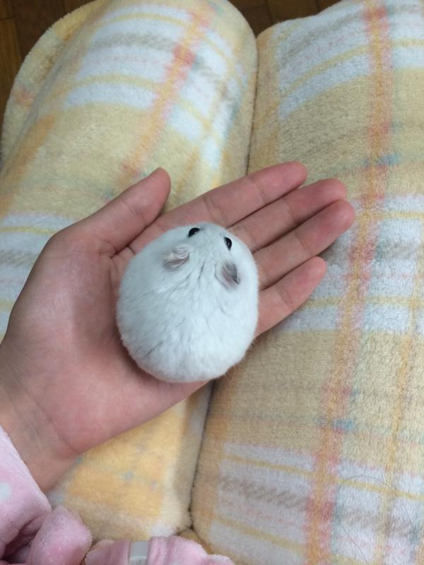 oddly satisfying - round hamster