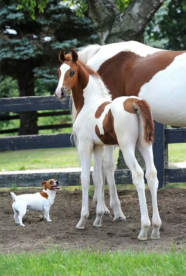 jack russell and horses