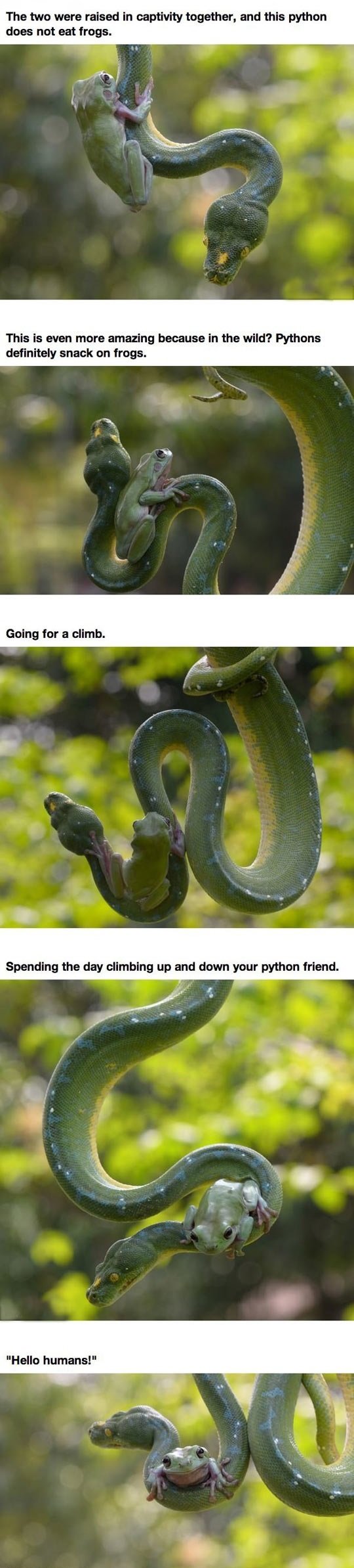 relationship memes snake - The two were raised in captivity together, and this python does not eat frogs. This is even more amazing because in the wild? Pythons definitely snack on frogs. Going for a climb. Spending the day climbing up and down your pytho