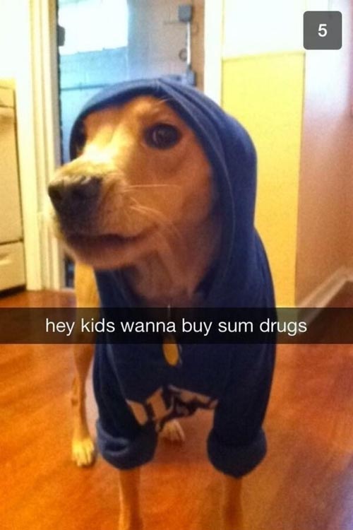 funny dog snapchat - hey kids wanna buy sum drugs