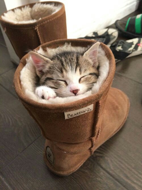 kitten in a boot - Bearpaw