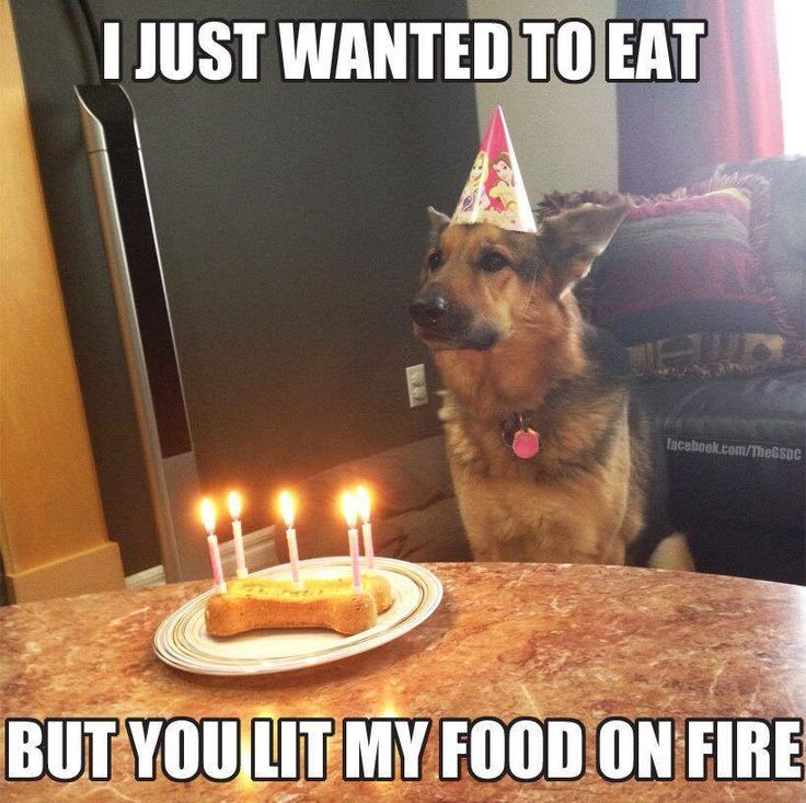 dog birthday meme - I Just Wanted To Eat facebook.comTheGSDC But You Lit My Food On Fire