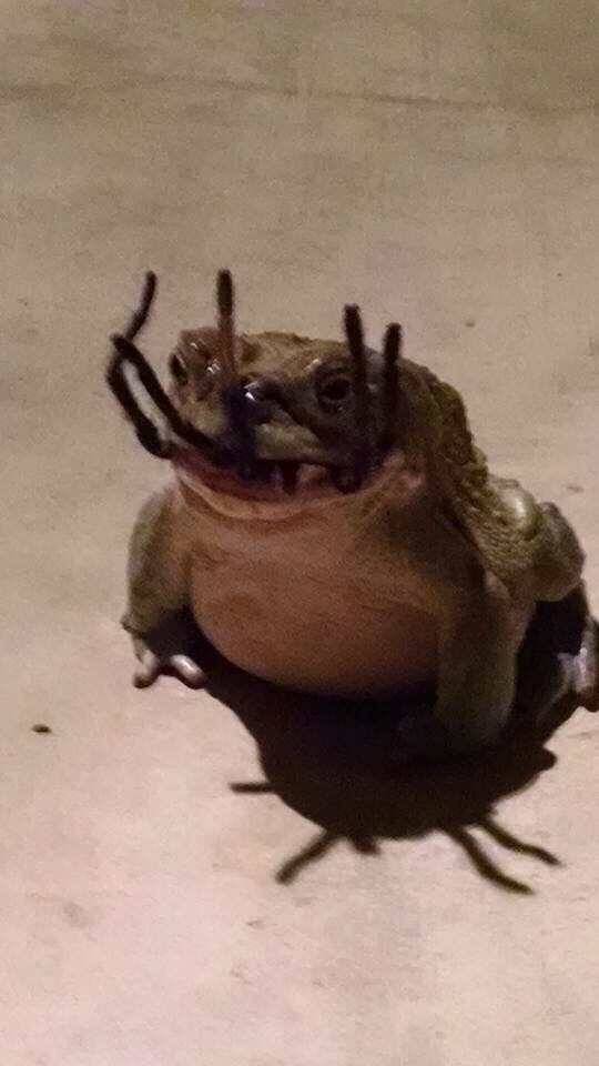 frog that caught a spider