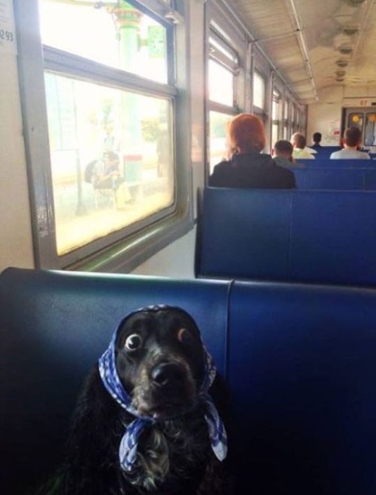 36 Great Pics to Improve Your Mood