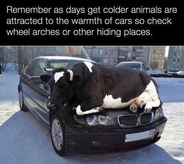cow more aerodynamic than jeep - Remember as days get colder animals are attracted to the warmth of cars so check wheel arches or other hiding places.